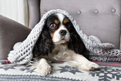 室内犬と室外犬、寒さ対策の違いは?犬の寒さを感じているときの仕草と対策