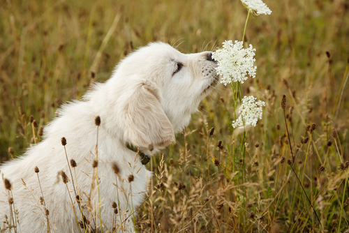 ○○のニオイに安心…犬が興味をもつ「ニオイ」ってなに?