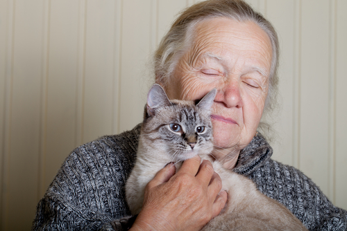 愛猫の年齢は人でいうと何歳?猫の年齢を見分ける方法