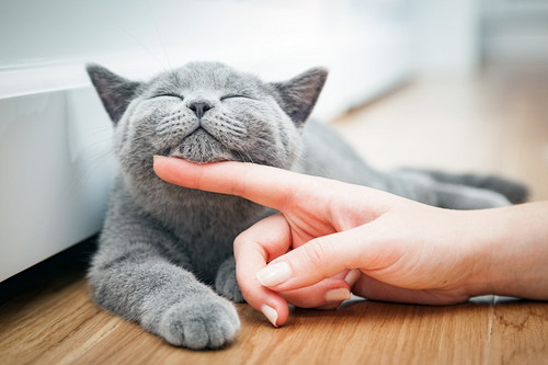 なんでそんなに夢中なの?猫が「魚」を好きな理由を獣医師が解説