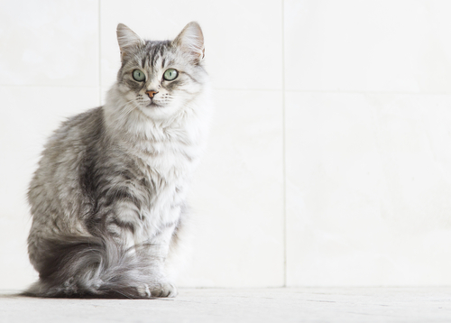 接種時期はどうしたら?猫のワクチンに関する正しい知識