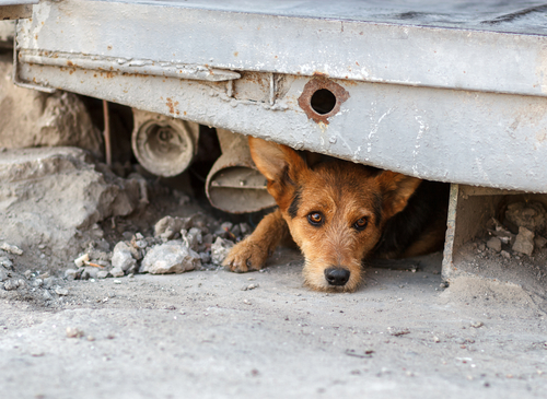 今こそ再確認、犬猫の防災対策!避難用品リストと普段からできること
