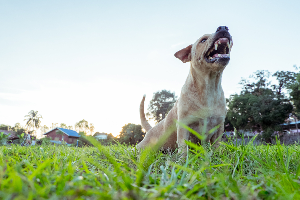 「犬は飼い主に似る」は本当?犬の性格について獣医師が解説