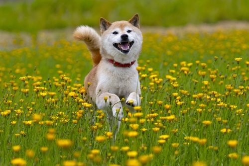 飼い主に忠実でとってもパワフルな柴犬!獣医師から見た柴犬の魅力