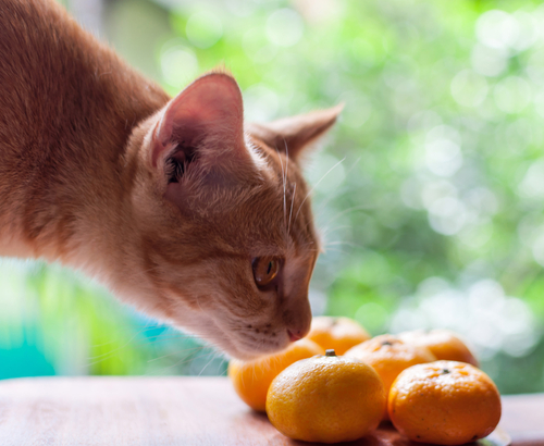 なぜ危険?猫にみかんを与えてはいけない理由と家庭で注意してあげたいこと