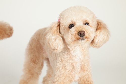 トイプーはとってもコミュニケーション上手♡獣医師から見たトイプードルの魅力
