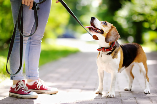 スマホに入れておきたい!愛犬の体調管理に使えるペットケアアプリ3選