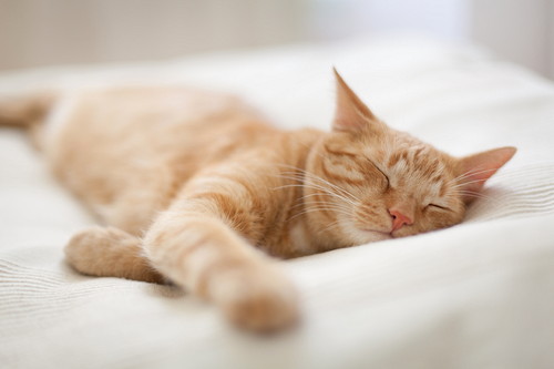 冬は猫の受診が増加!? 「冬」に気をつけたい猫の病気とは