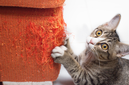 一人暮らしで猫は飼える?猫と暮らしたい方に確認してほしいお部屋作り7つのポイント
