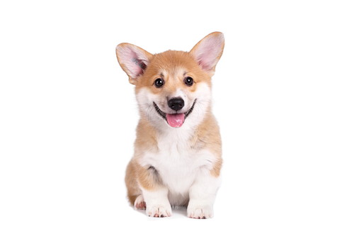 精神的にも身体的にもメリットがある?犬とのふれあいによる「健康効果」とは