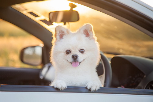 犬が苦手な「気温&湿度」ってどれくらい?エアコンを活用法も解説