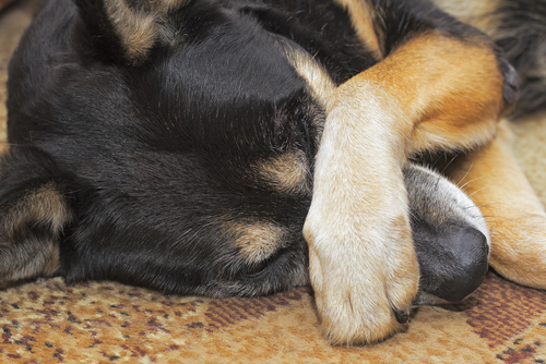 ○○のニオイに安心…犬が興味をもつ「ニオイ」ってなに?