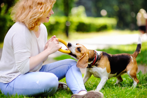 100均で手に入る!犬用おもちゃ選びのコツ&効果的な遊び方をドッグトレーナーが解説