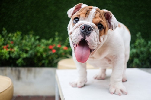 実は身近にいるかも…!「寄生虫」による犬の疾患について