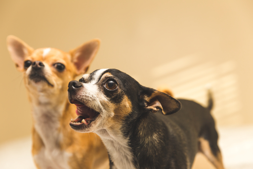 犬がチャイムに吠えるのはなぜ?無駄吠えをしつける4つの方法