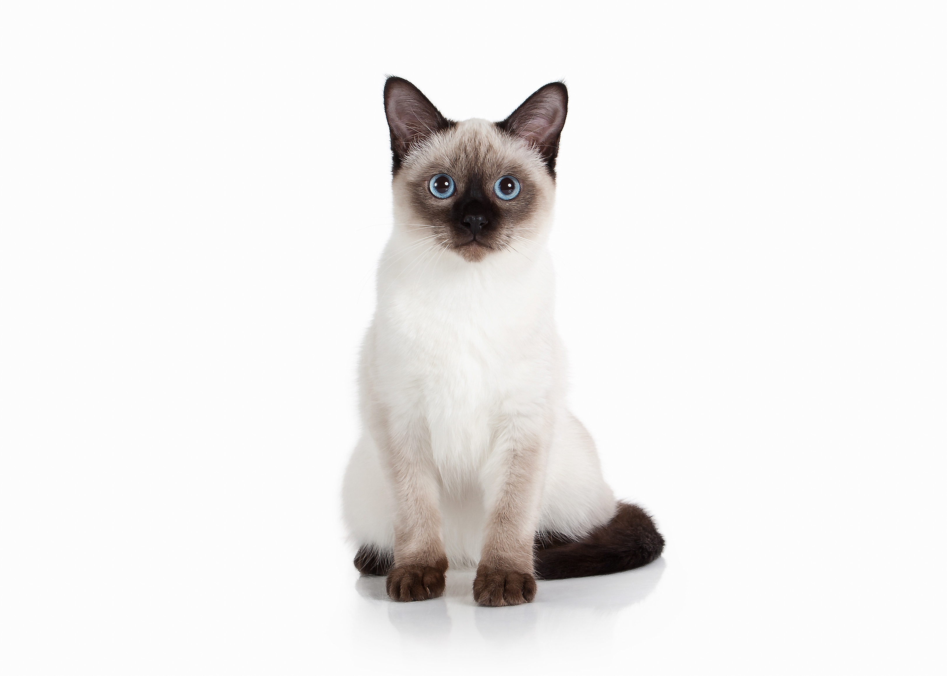 三毛猫は幸福をもたらすって本当?猫の柄はこうして決まる!遺伝子の仕組みを解説