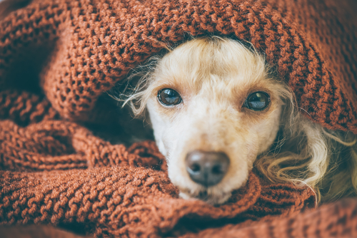 季節の変わり目の体調管理!犬猫が秋に気をつけたい室温管理と花粉症について