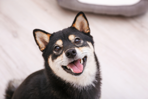 飼い主に忠実でとってもパワフルな柴犬!獣医師から見た柴犬の魅力
