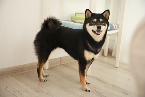 飼い主に忠実でとってもパワフルな柴犬!獣医師から見た柴犬の魅力