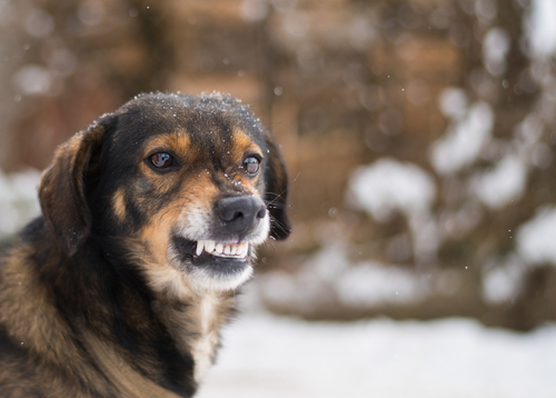上に立ちたいからではない！犬の「マウンティング」の意味と正しい止めさせ方
