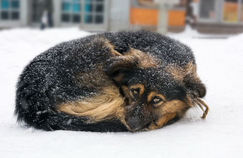 冬に見られる犬の「下痢」…寒いせいじゃなかった!考えられる原因と病院へ行くべき指標