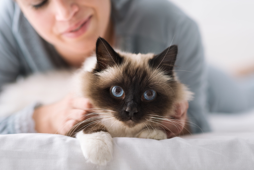 猫との添い寝は危険!? 猫の飼い主さんに知ってほしい「人獣共通感染症(ズーノーシス)」