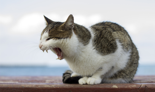 「猫のしっぽ」でわかる感情表現!感情を読み取ってもっと仲良くなろう