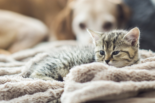 猫との添い寝は危険!? 猫の飼い主さんに知ってほしい「人獣共通感染症(ズーノーシス)」