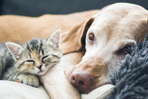 シェルターに特化した獣医療を導入!カナダの動物保護施設「Lanark Animal Welfare Society」で動物保護事情を学ぶ