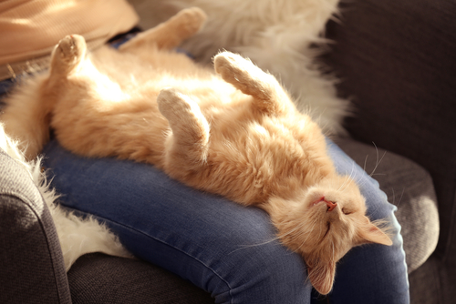 頭をスリスリ…信頼するとこんな姿に♡大好きな人にだけ見せる猫の仕草5つ