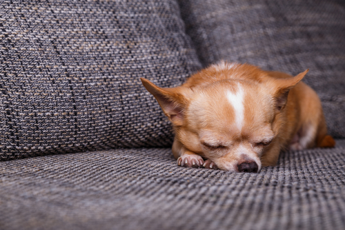 室内犬と室外犬、寒さ対策の違いは?犬の寒さを感じているときの仕草と対策