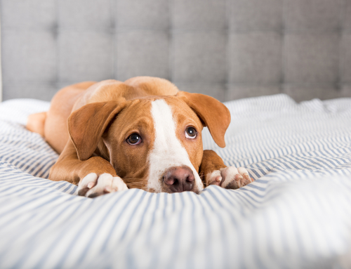 うちの子、水飲みすぎ?犬猫が1日に必要な飲水量と脱水症について