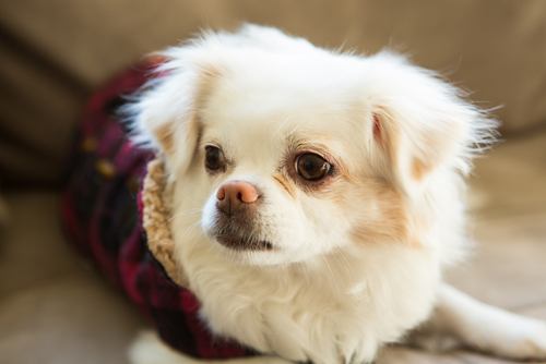 「MIX犬」は雑種と違うの?飼う前に知っておきたい「MIX犬」の特徴と気をつけるべき病気