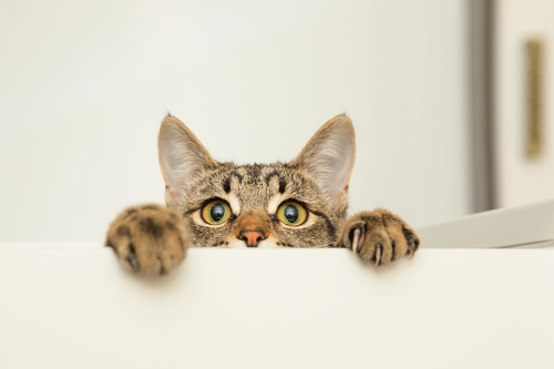 猫の耳掃除は必要?耳の病気の早期発見と予防のために正しい耳掃除を覚えよう
