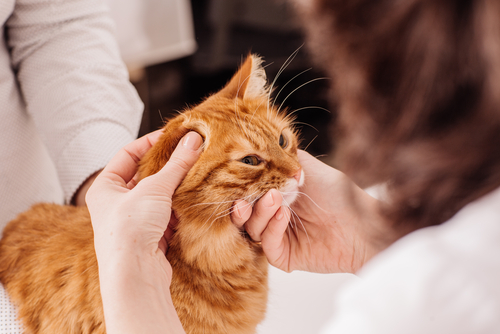 猫の耳掃除は必要?耳の病気の早期発見と予防のために正しい耳掃除を覚えよう