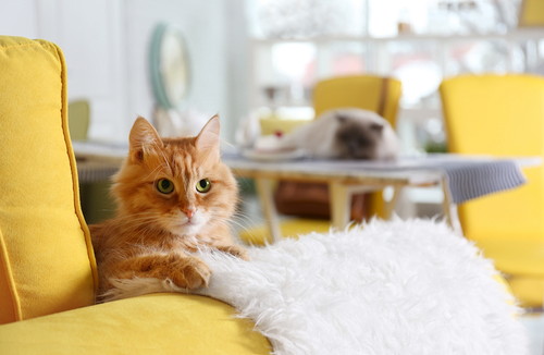 季節の変わり目は特に注意!猫の「風邪予防」実践したい習慣5つ