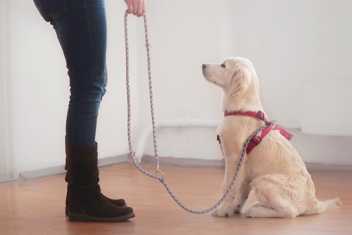犬が赤ちゃんにやきもちするときはどうしたらいい?嫉妬行動の理由と対策