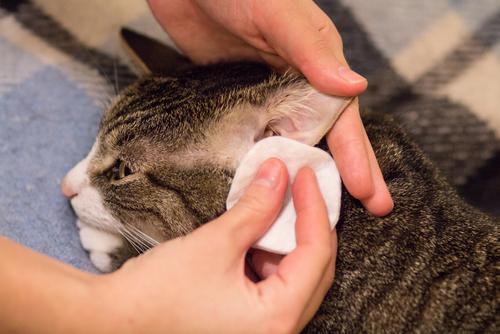 猫の耳掃除は必要?耳の病気の早期発見と予防のために正しい耳掃除を覚えよう