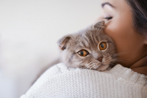 男の子と女の子、それぞれの「性質」は?素敵な猫ライフを送るための基礎知識