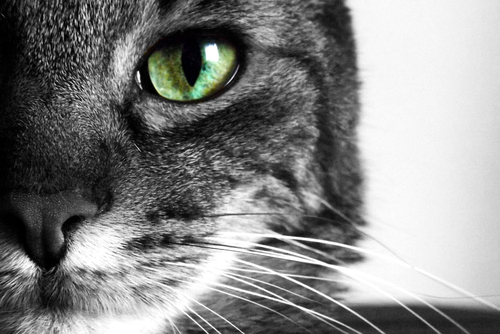 眼の健康のために!猫にとらせてあげたい成分とサプリメントの選び方