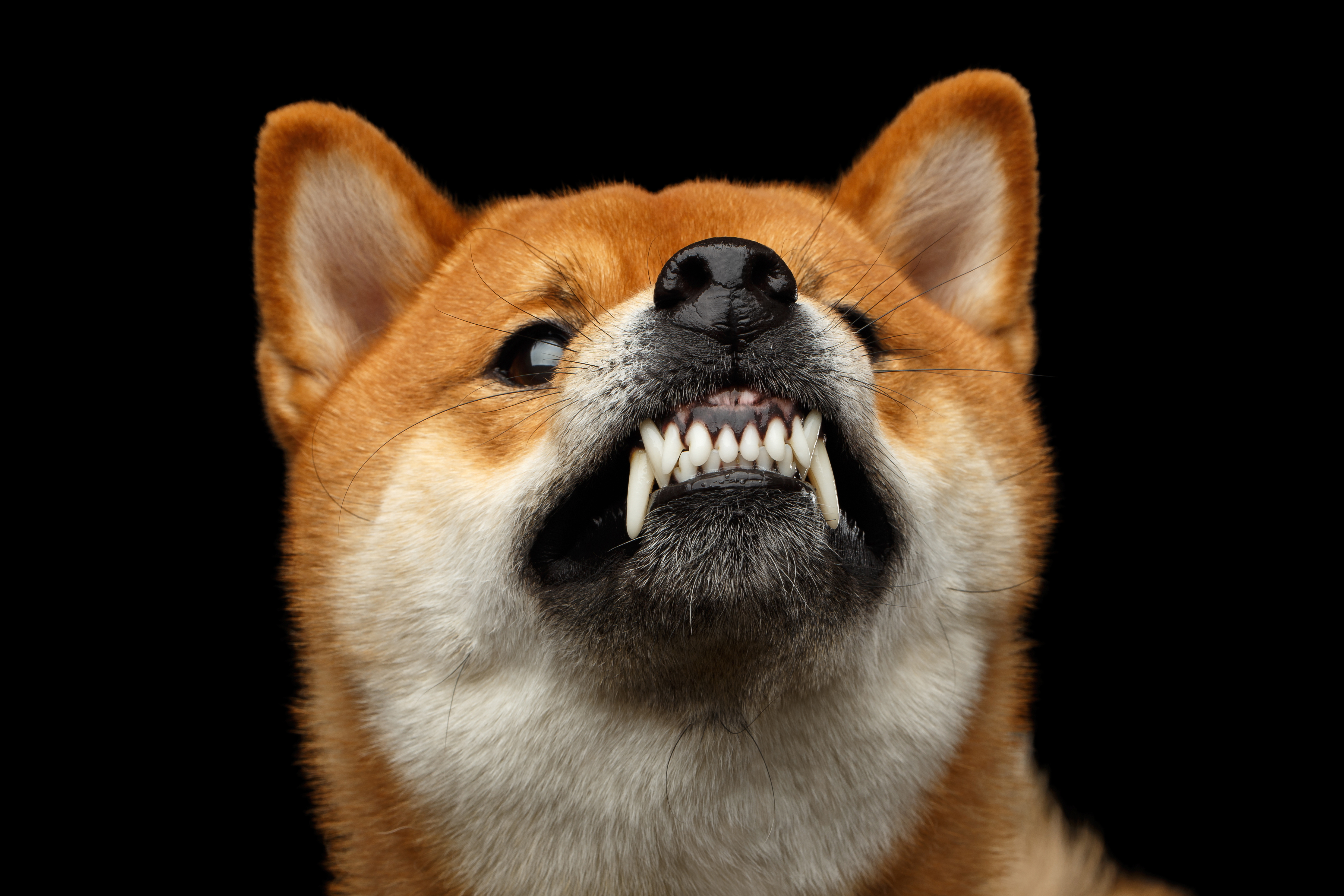 暴れて病院に連れていけない…どうしたら?犬が緊張しているときに落ち着かせるコツ