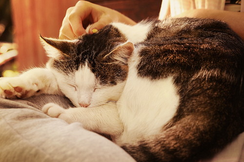 程よい距離感がGOOD!猫とのふれあいによる「健康効果」とは