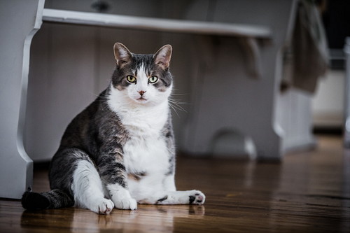 安全に痩せるためにはどうしたらいい?猫の「ダイエット」気になる手順を紹介