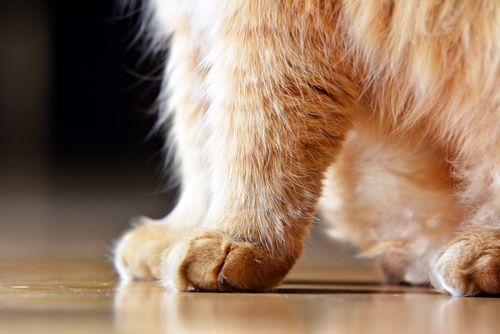 猫の爪はどこまで切ってOK?再確認したい猫の爪・肉球の正しいお手入れ方法