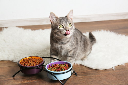 安全に痩せるためにはどうしたらいい?猫の「ダイエット」気になる手順を紹介