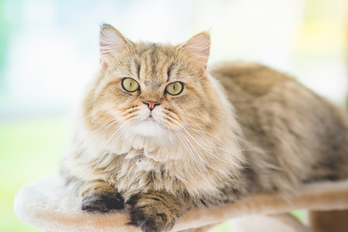 意外に気づいていないかも?猫の口内炎に早めに気づくためのポイント