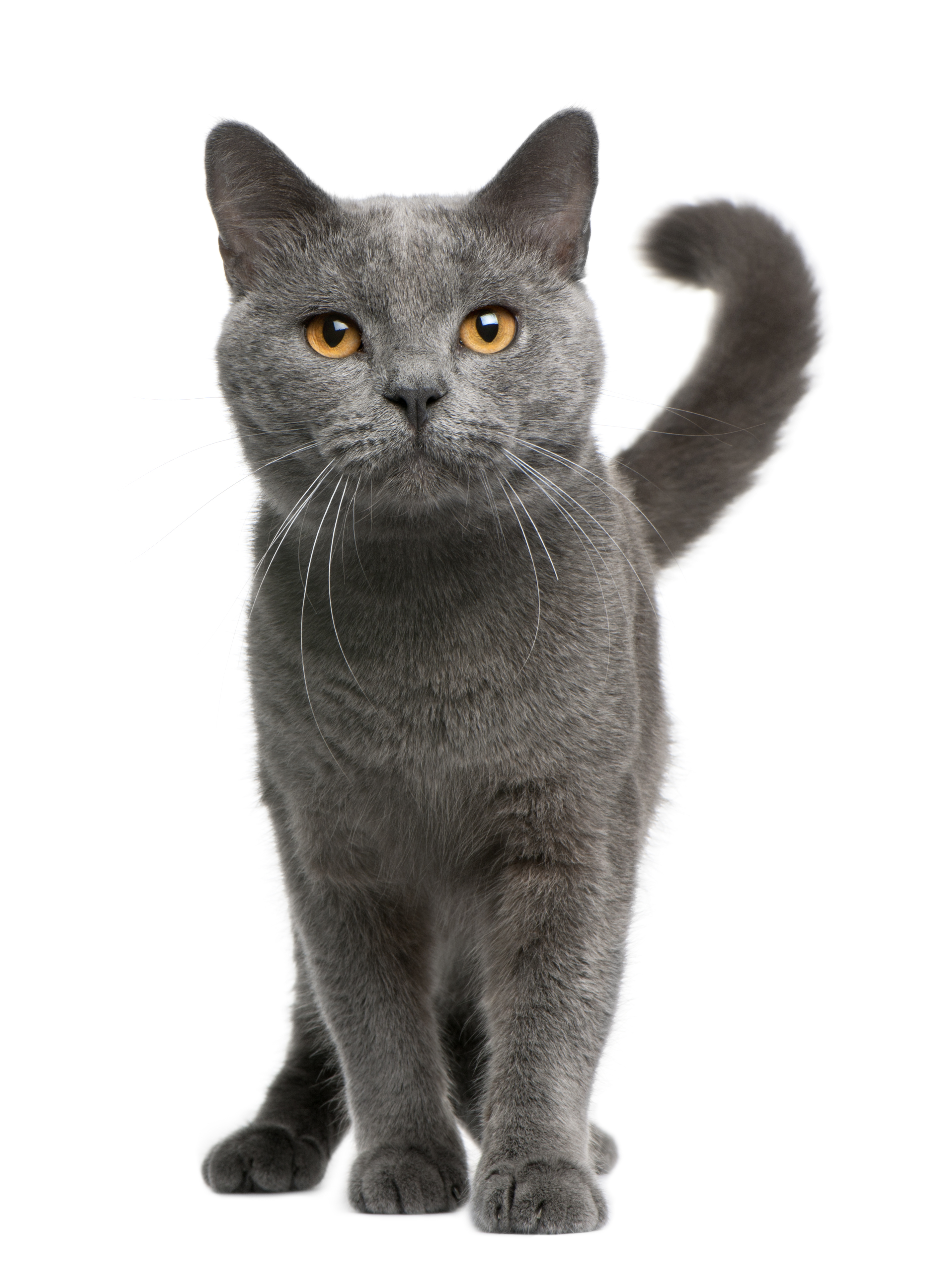 三毛猫は幸福をもたらすって本当?猫の柄はこうして決まる!遺伝子の仕組みを解説