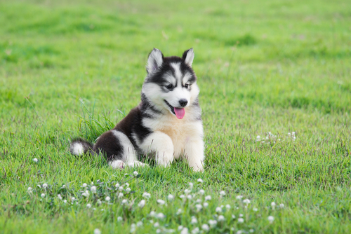 犬の得意は脳で決まる!犬種による脳構造の違いと得意分野の関連について