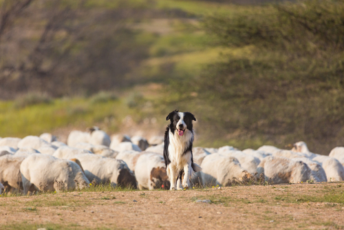 犬の得意は脳で決まる!犬種による脳構造の違いと得意分野の関連について