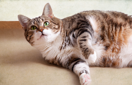 猫の「いびき」に潜む危険!?猫がいびきをする理由と病気が潜んでいる場合のいびき